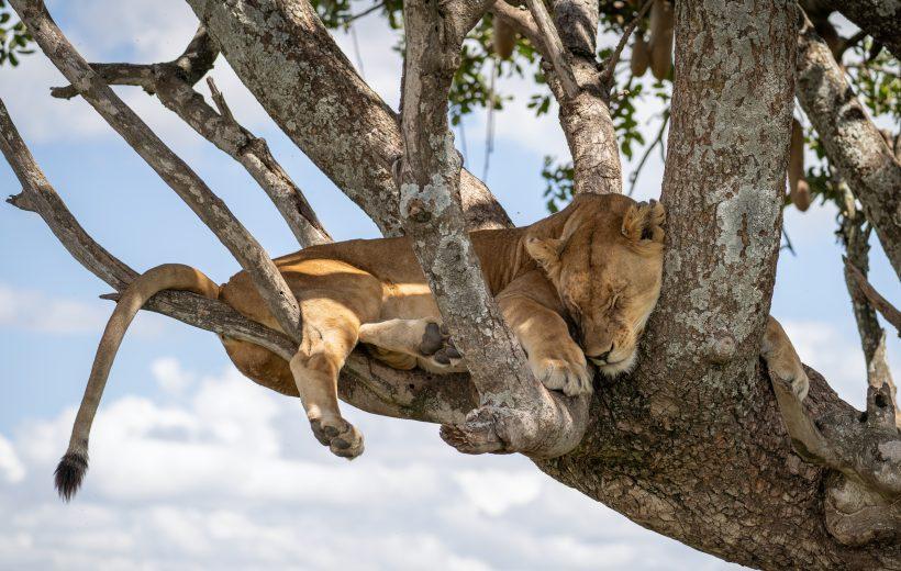 Samburu, Lake Nakuru, Lake Naivasha & Maasai Mara