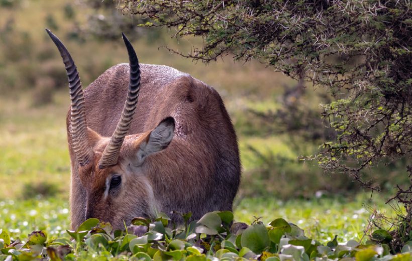 Best Kenya Safari Tour