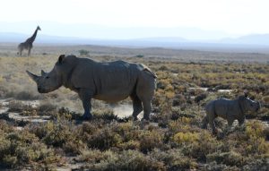 Ol Pejeta Conservancy