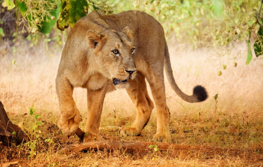 Big Cats & Tuskers Safari