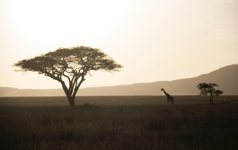 Lake Manyara, Serengeti & Ngorongoro Safari
