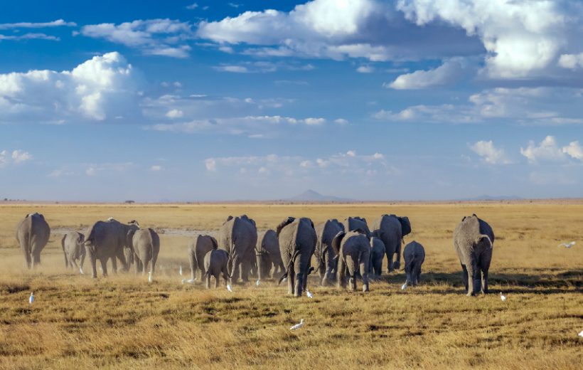Amboseli Kenya Safari Tour