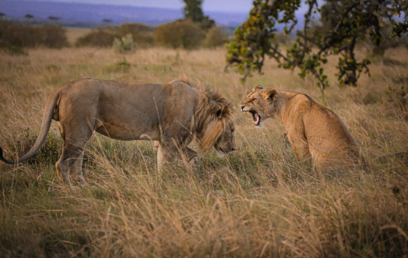 Masai Mara, Lake Nakuru, Naivasha, Samburu & Aberdare