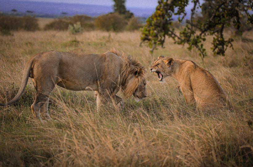 Two Lions During Masai Mara Safari In Kenya