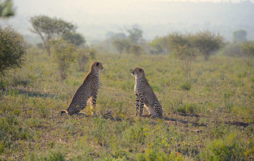 Great Migration Safari In Kenya