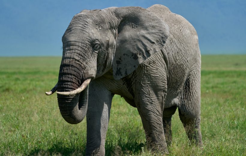 Ultimate Kenya Elephant Safari
