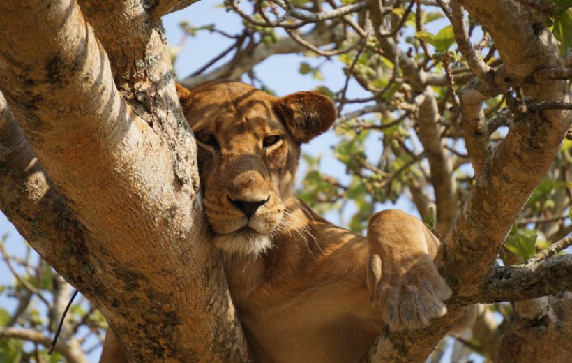 Iconic Kenyan Wildlife Tour