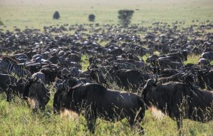 Ol Pejeta & Masai Mara Migration