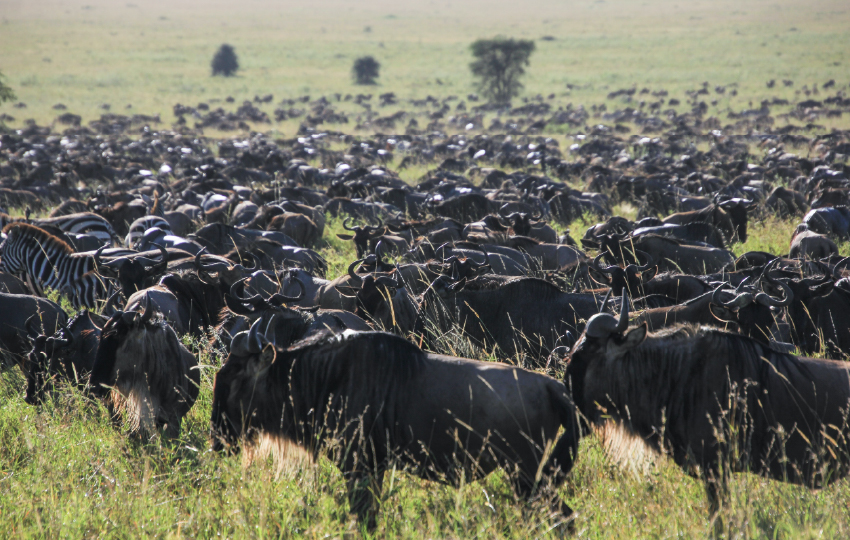 Great Migration Safari In Kenya