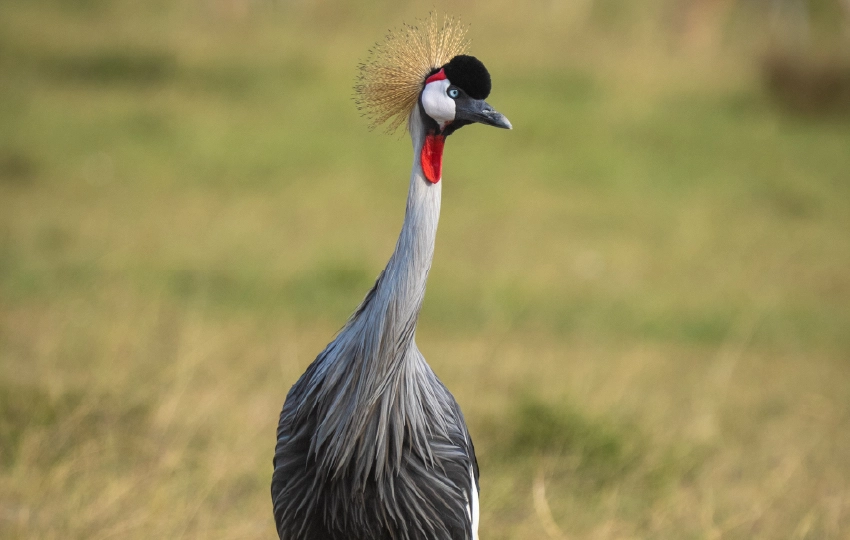 Masai Mara Amboseli Fly In Safari African Vulture Safaris