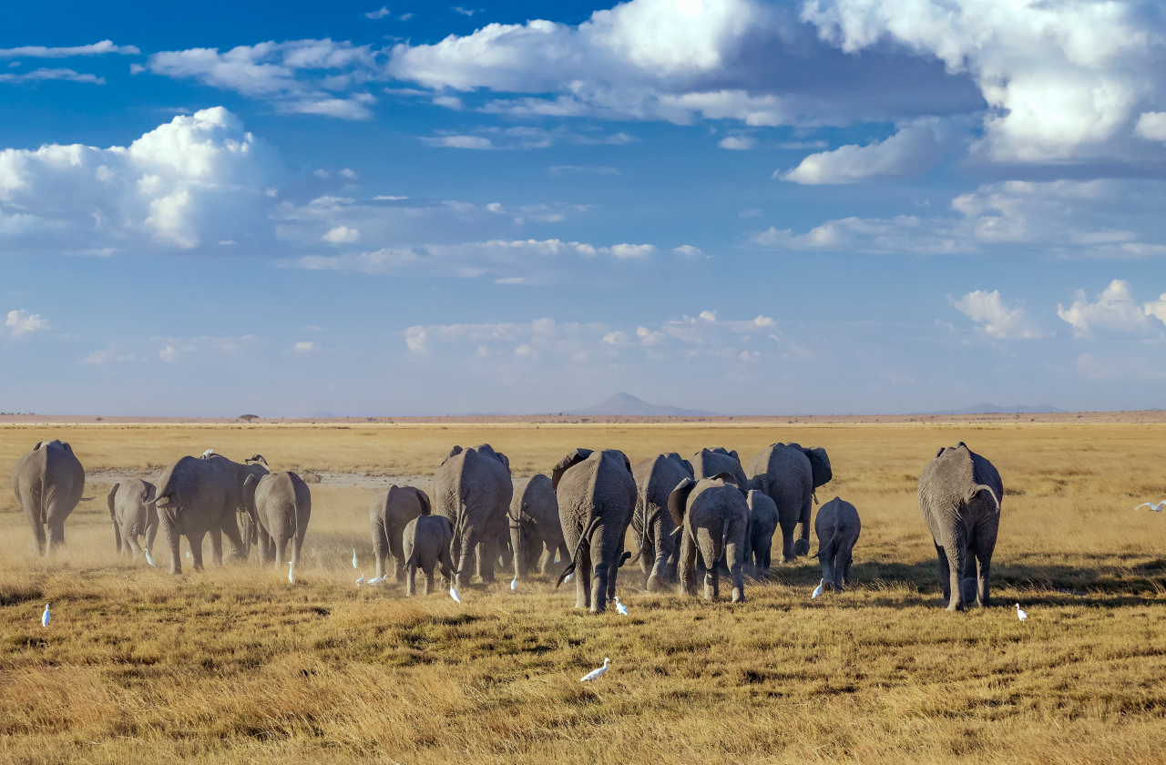 The Amboseli Kenya Safari