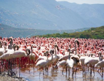 Masai Mara, Lake Nakuru & Lake Naivasha Safari