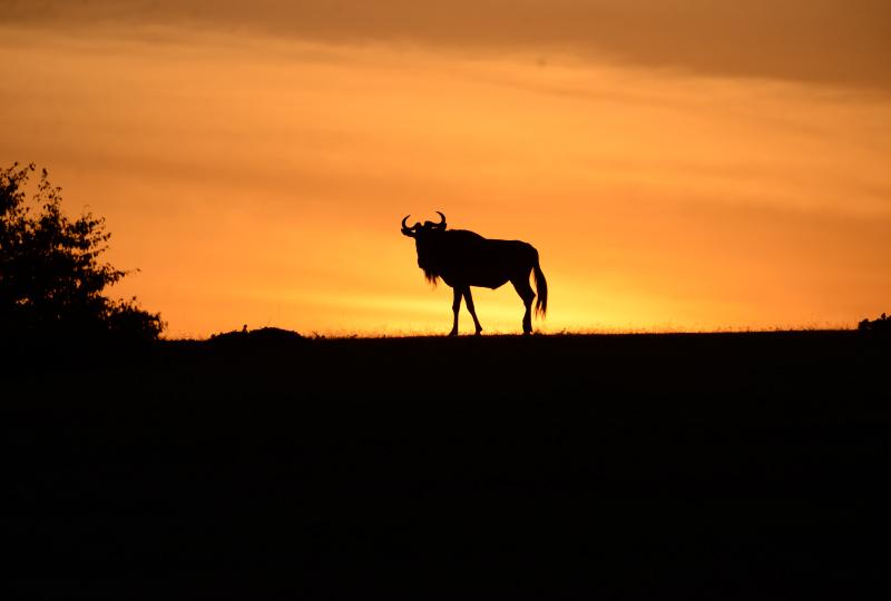 Iconic Midrange Masai Mara Safari