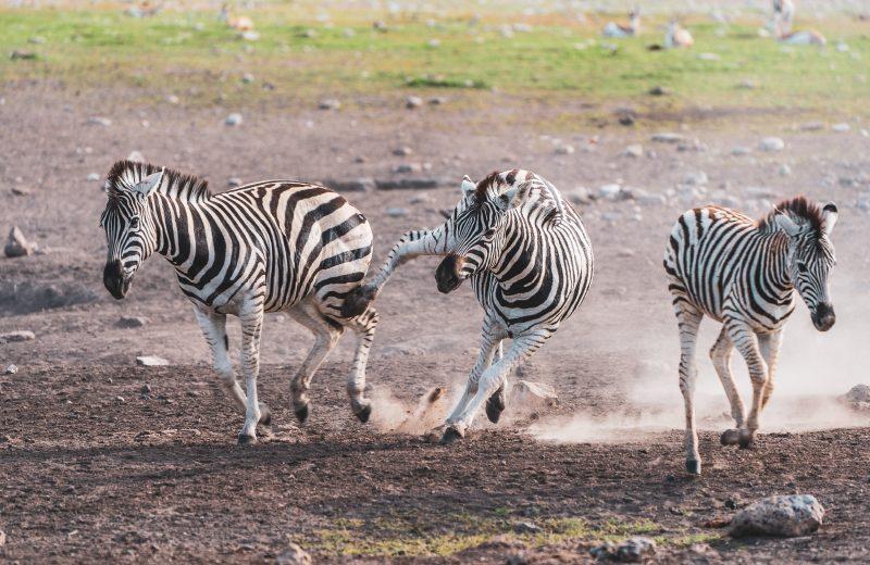 Ngorongoro & Serengeti Safari Tour