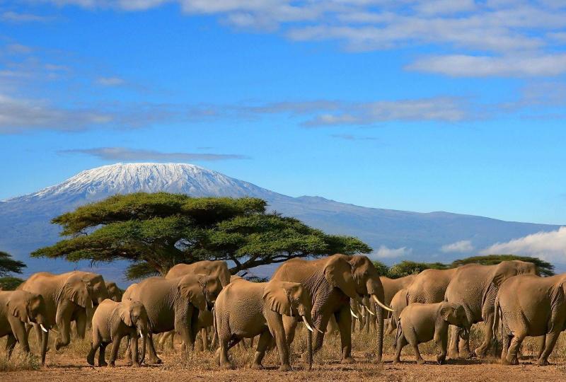 Amboseli, L.Nakuru & Masai Mara