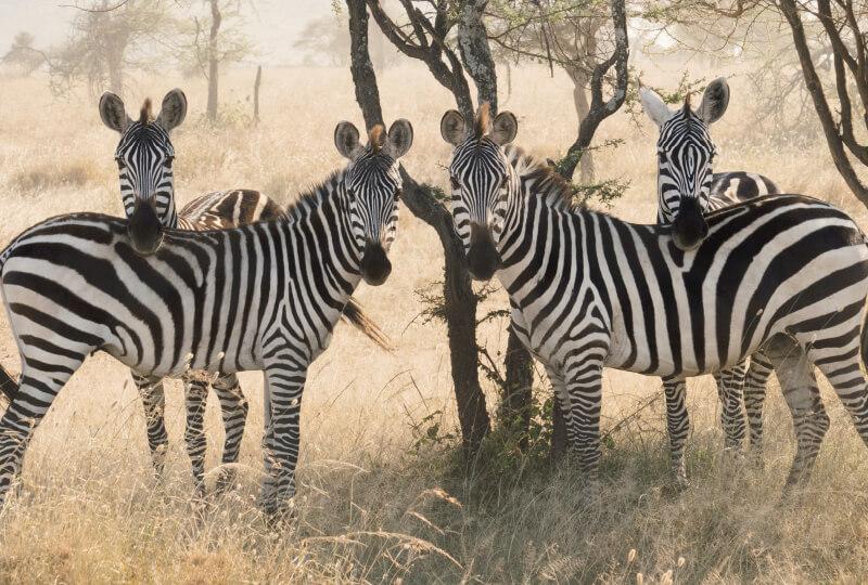 Iconic Kenya Wildlife Tour