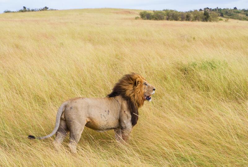 Iconic Masai Mara Safari