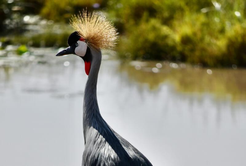 Samburu & Lake Nakuru 