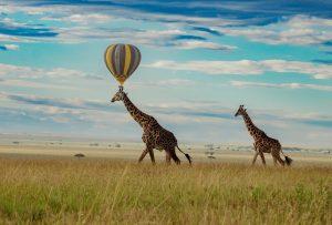 How To Book Safari