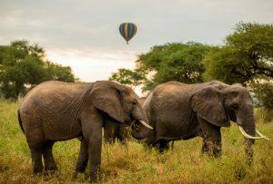 Tailor Made Safari Experiences