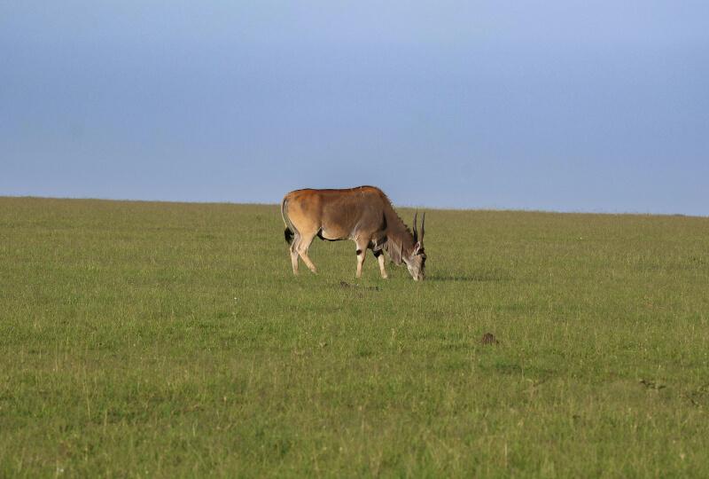 Amboseli & Tsavo West & Taita Hills 