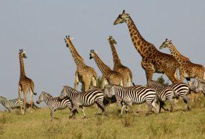 Lake Manyara & Ngorongoro Safari