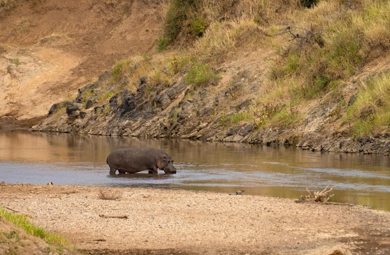 Amboseli, Lake Naivasha & Masai Mara