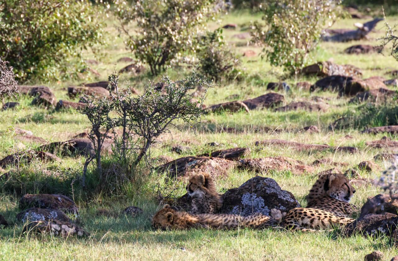 Tsavo East, Amboseli, L. Naivasha & Masai Mara 