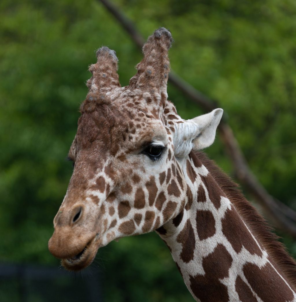 A closeup shot of a head a giraffe standing behind trees